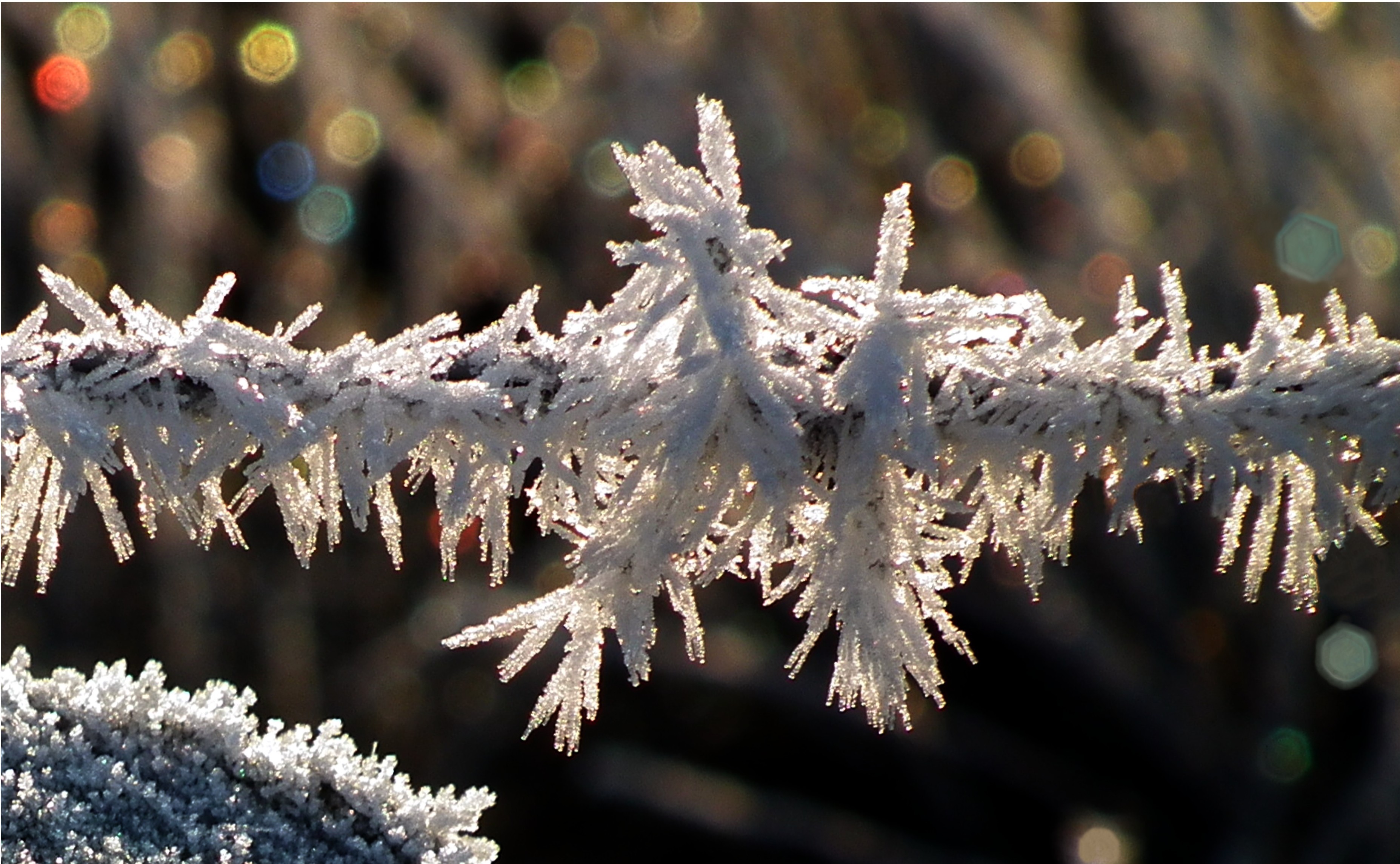 FROSTED BARBED WIRE Bill Bagley Photography